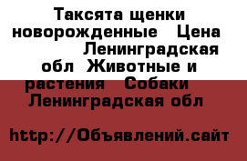 Таксята щенки новорожденные › Цена ­ 10 000 - Ленинградская обл. Животные и растения » Собаки   . Ленинградская обл.